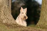 SCOTTISH TERRIER 190